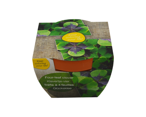 Blomster i terrakottakrukke - Bild 4